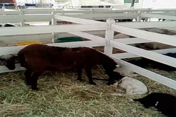 Corral para borregos 3 barandas - Ideaverde.com.mx